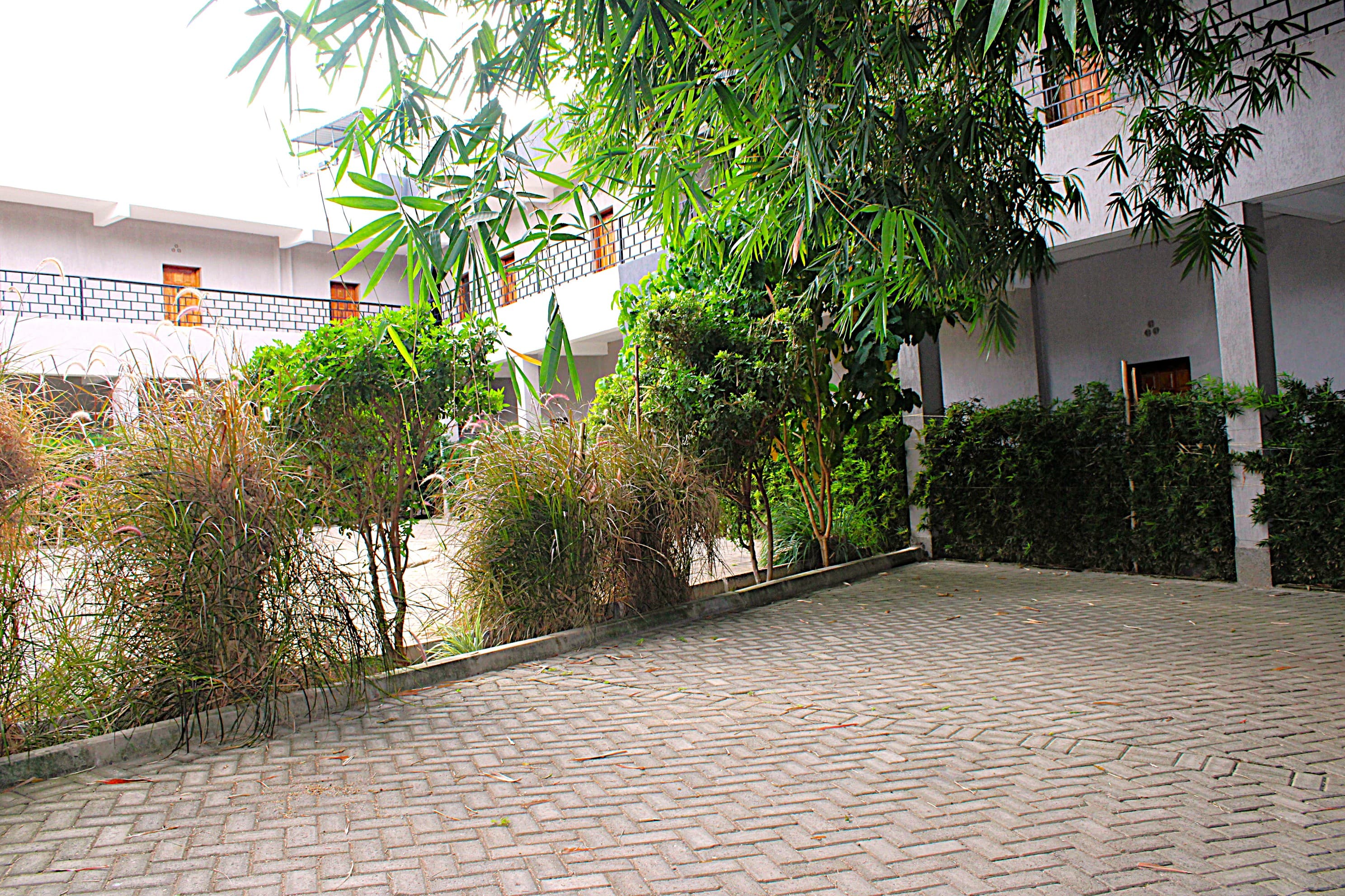 Bamboo and planting in the courtyard at Shali Hotel